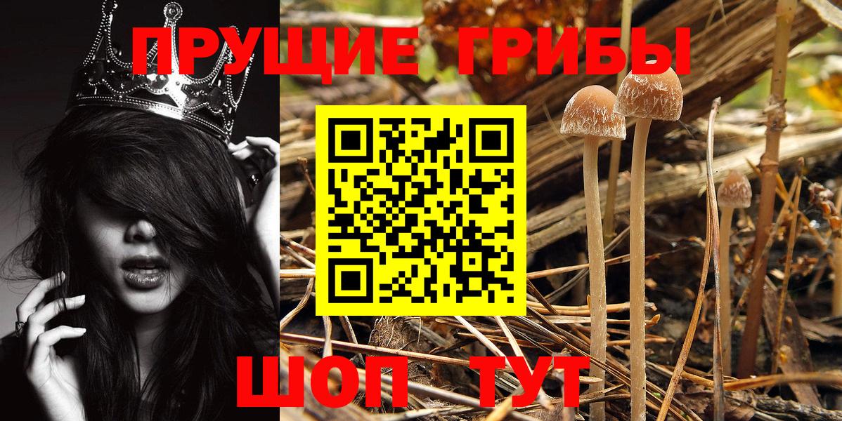 Псилоцибиновые грибы GOLDEN TEACHER Александров