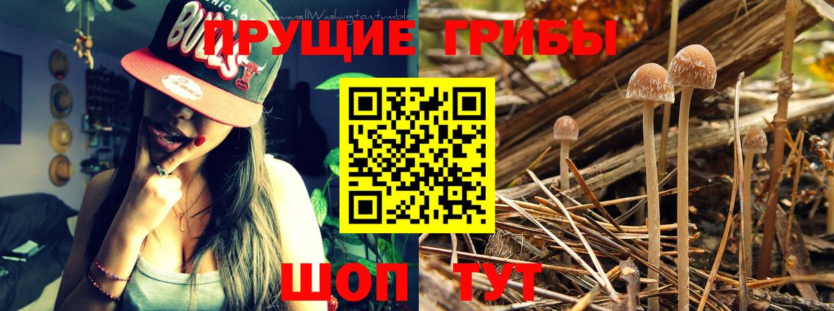 хочу наркоту  Вход с VPN  Александров  Псилоцибиновые грибы Psilocybe  Галлюциногенные грибы MAGIC MUSHROOMS 